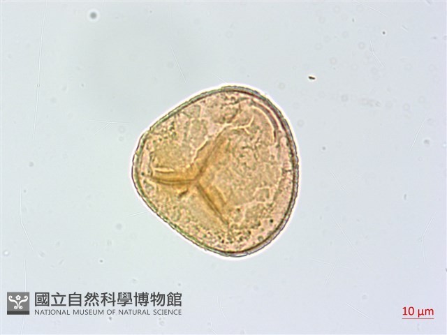 長蓋鐵線蕨藏品圖，第4張