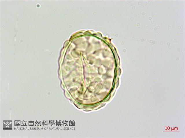 大膜蓋蕨藏品圖，第3張