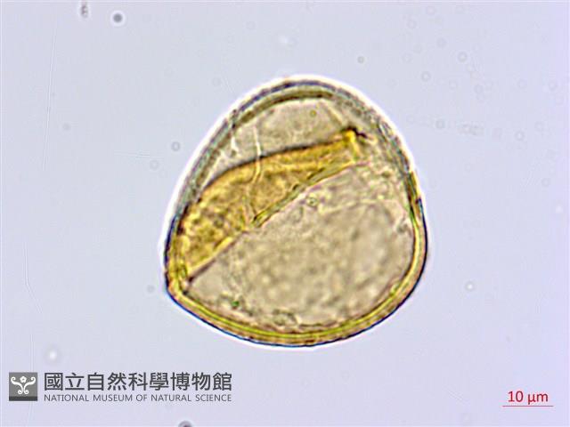 長蓋鐵線蕨藏品圖，第3張