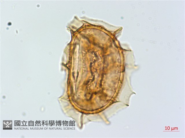 吉永鐵角蕨、斜葉鐵角蕨藏品圖，第4張