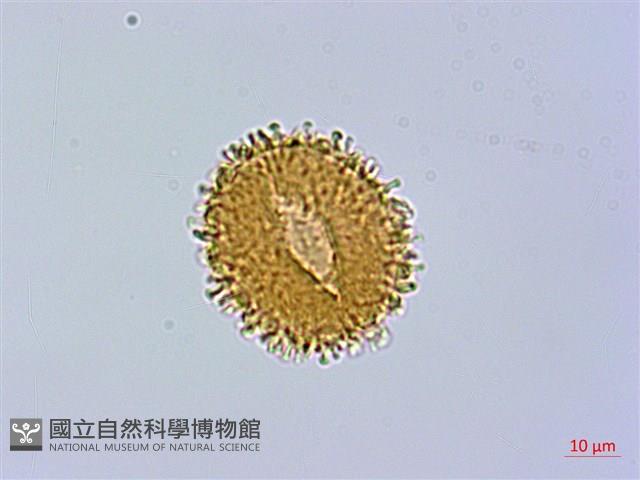 禾稈亮毛蕨藏品圖，第4張