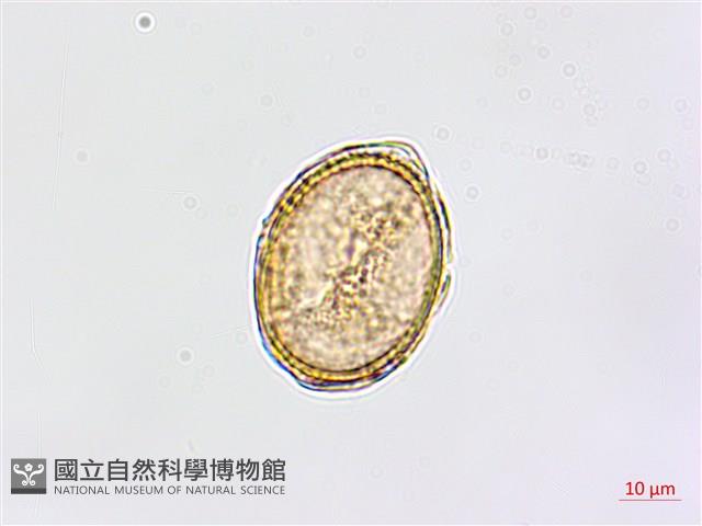大黑柄鐵角蕨、黃鱗鐵角蕨、大羽鐵角蕨藏品圖，第3張
