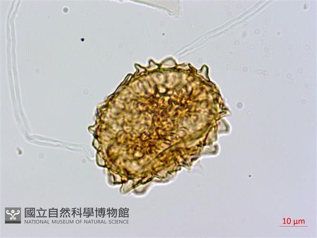 闊葉短腸蕨藏品圖，第4張