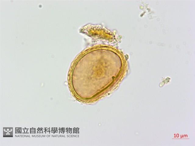 登錄號:P015634藏品圖，第3張