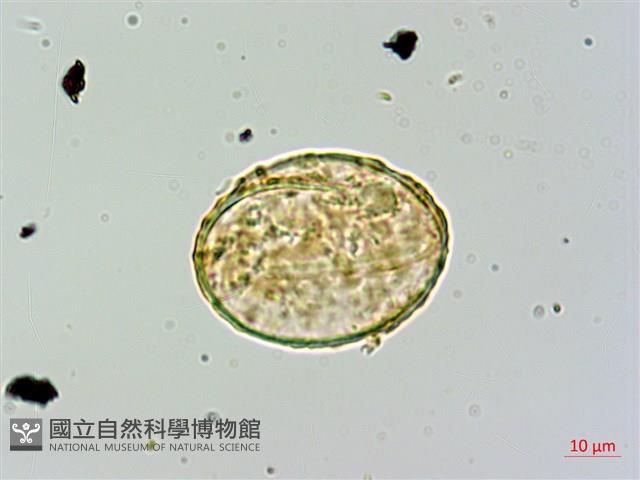 姬蕨藏品圖，第4張