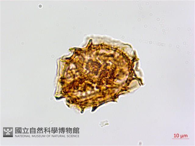 登錄號:P005234藏品圖，第4張