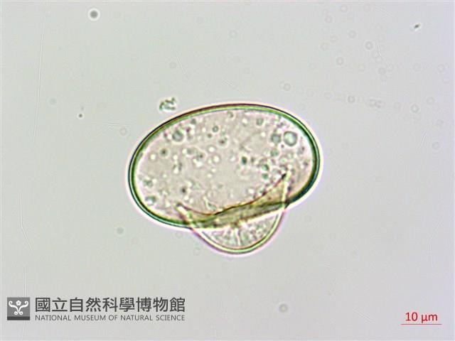 團羽鱗蓋蕨藏品圖，第3張