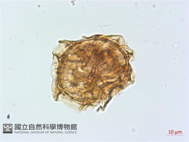 萊氏鐵角蕨藏品圖，第4張