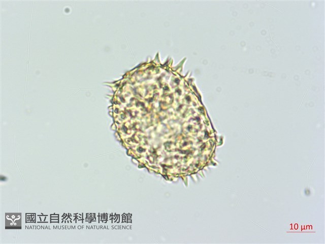 肋毛蕨藏品圖，第3張