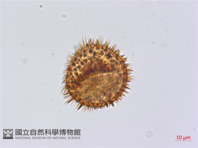 頂囊肋毛蕨藏品圖，第5張