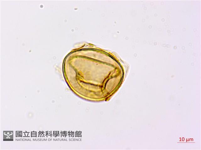 烏毛蕨藏品圖，第3張