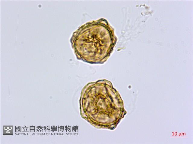 三翅鐵角蕨藏品圖，第3張