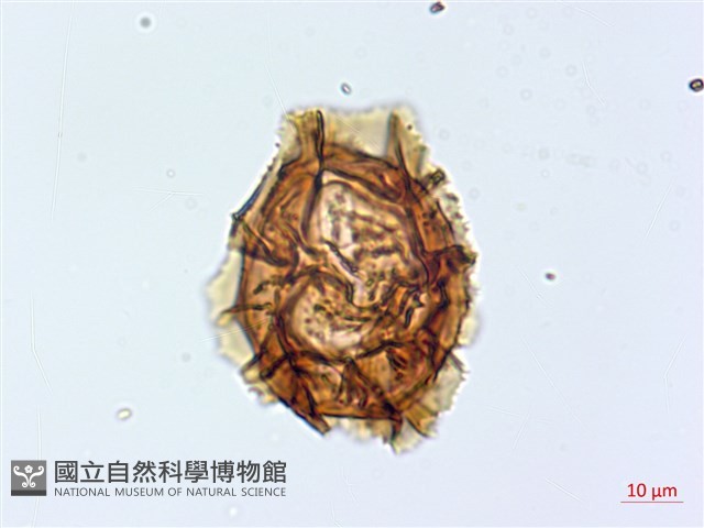 腸蕨藏品圖，第3張