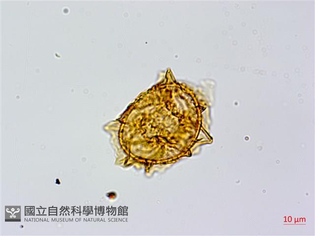 臺灣山蘇花藏品圖，第4張