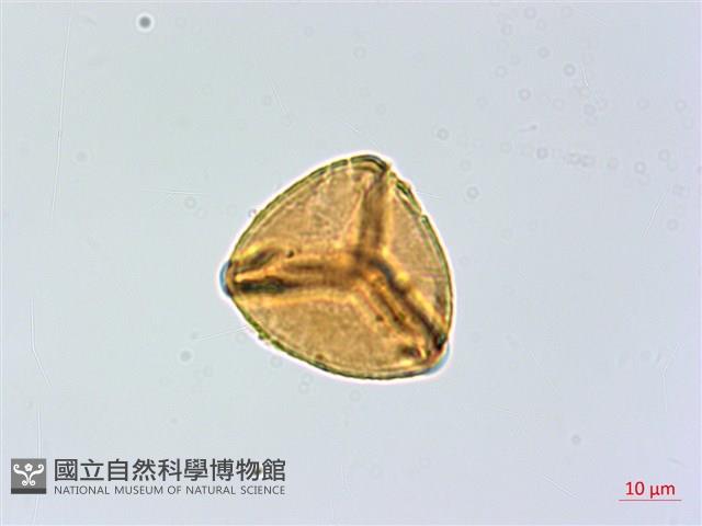 登錄號:P004013藏品圖，第4張