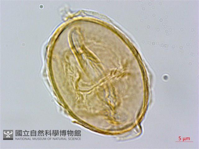 毛柄短腸蕨藏品圖，第4張