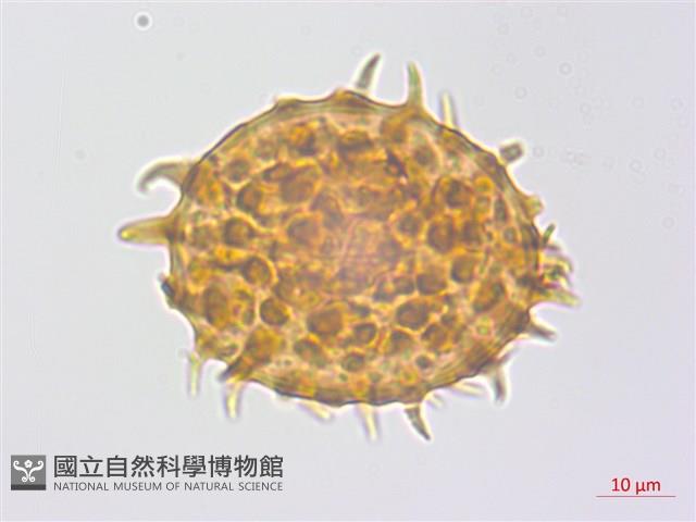 冷蕨藏品圖，第3張