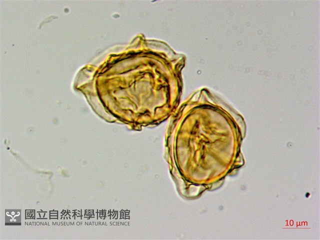無苞蕨藏品圖，第4張