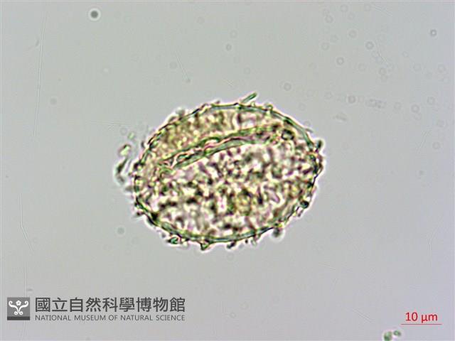 細葉姬蕨藏品圖，第3張