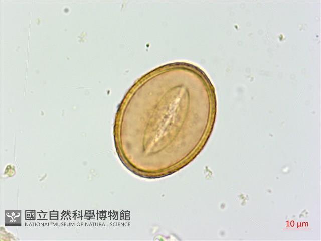 假軸果蹄蓋蕨、毛軸蹄蓋蕨藏品圖，第3張