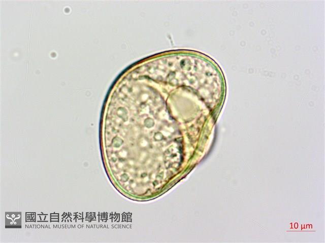 邊緣鱗蓋蕨藏品圖，第4張