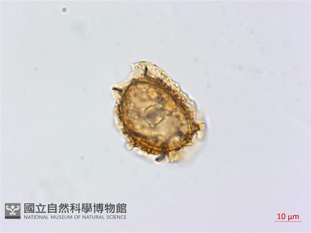 假耳羽雙蓋蕨藏品圖，第3張