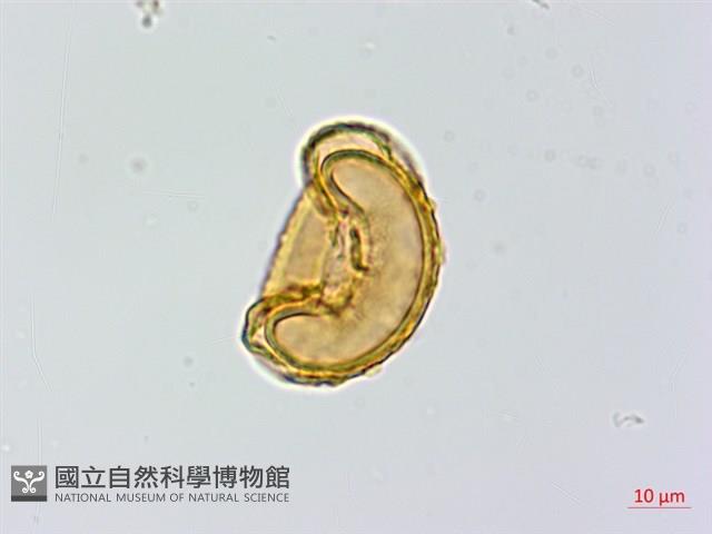 蓬萊蹄蓋蕨藏品圖，第4張