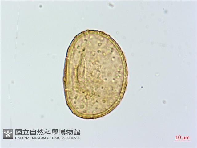 小葉蹄蓋蕨藏品圖，第3張
