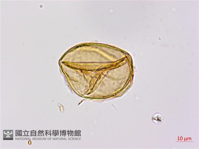 蘇鐵蕨藏品圖，第3張