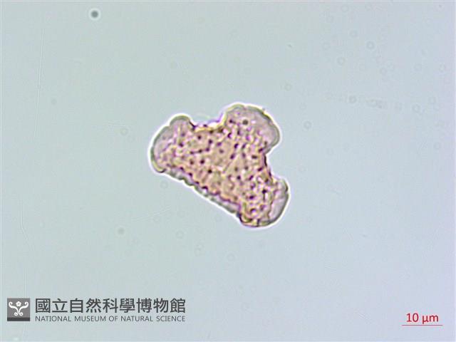 蛇足石杉、千層塔藏品圖，第4張