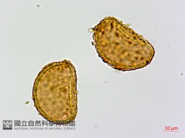 登錄號:P015727藏品圖，第3張