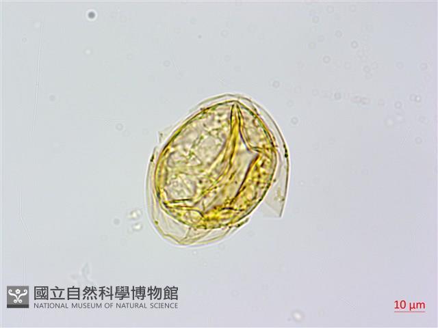 蘇鐵蕨藏品圖，第4張