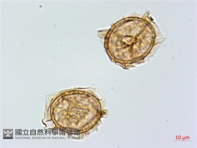 單邊鐵角蕨藏品圖，第4張