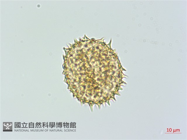 肋毛蕨藏品圖，第3張