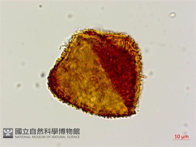 韓氏黑桫欏藏品圖，第4張