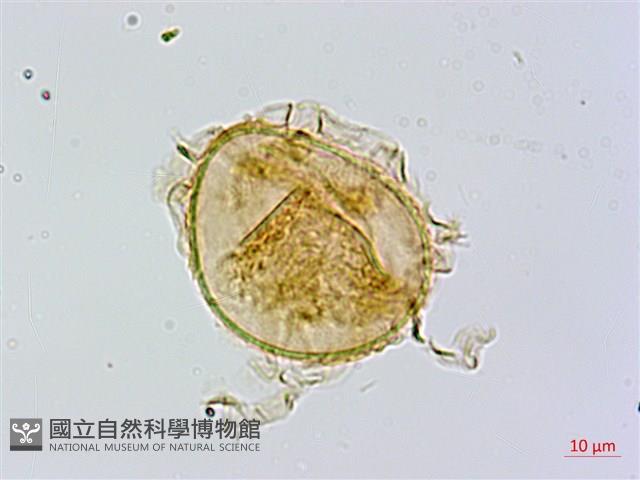 異裂短腸蕨藏品圖，第4張