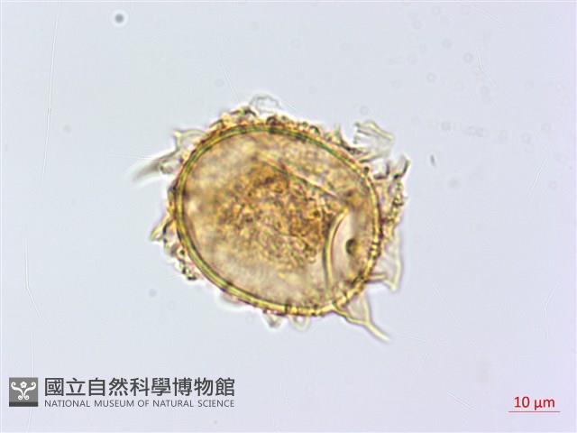 登錄號:P010017藏品圖，第4張