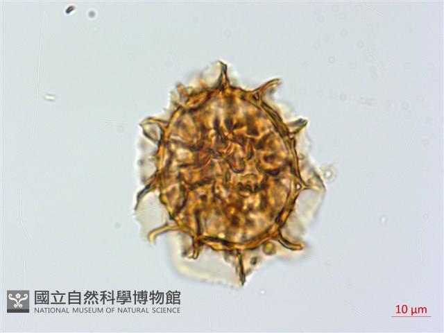 單邊鐵角蕨藏品圖，第4張