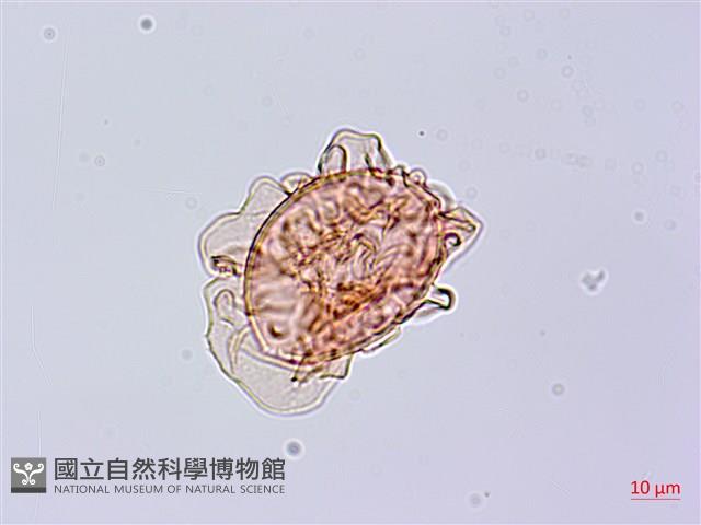 單葉雙蓋蕨藏品圖，第4張