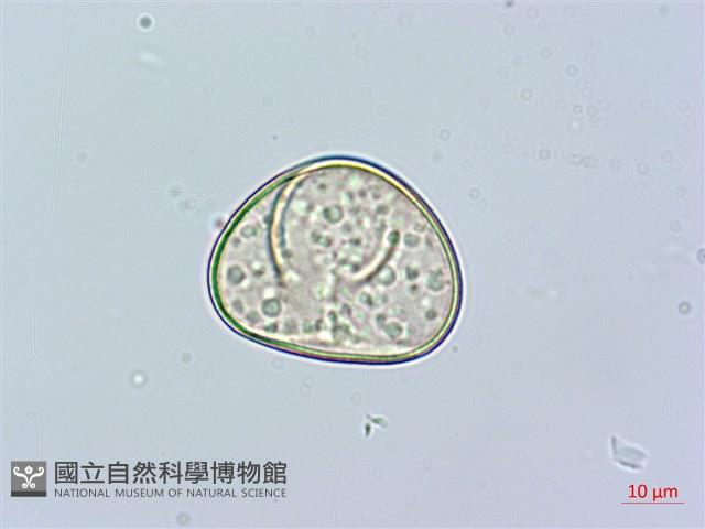 虎克氏鱗蓋蕨藏品圖，第4張