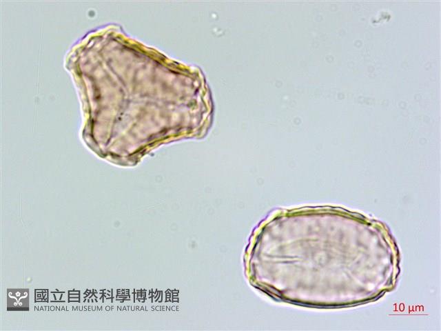 千層塔藏品圖，第3張