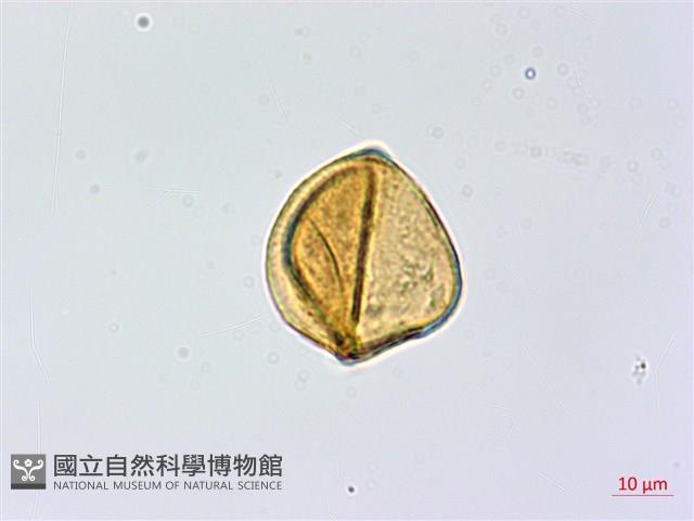 高山鳳丫蕨藏品圖，第3張