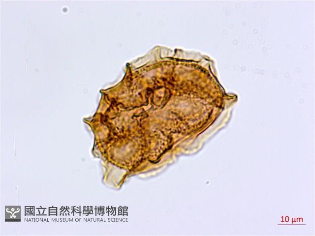 劍葉鐵角蕨、箭葉鐵角蕨藏品圖，第3張