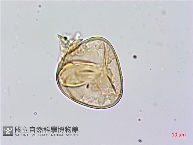 黑桫蕨藏品圖，第4張