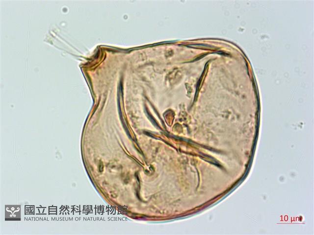 雙扇蕨藏品圖，第3張