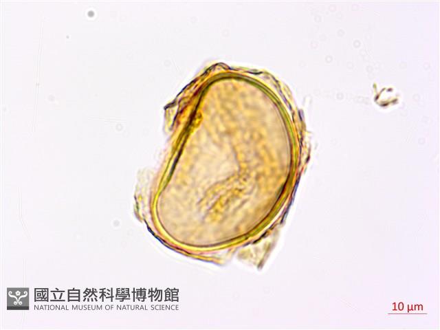 哈氏狗脊蕨藏品圖，第3張