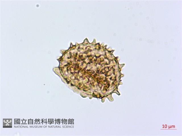 假蹄蓋蕨、東洋蹄蓋蕨藏品圖，第4張