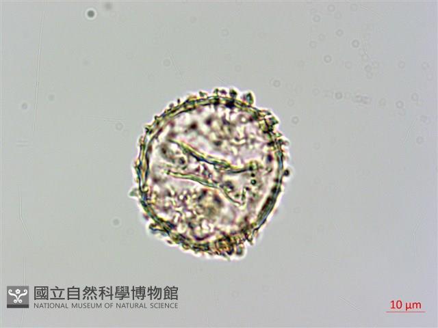 細葉姬蕨藏品圖，第4張