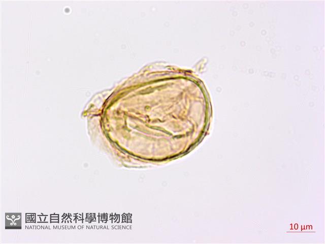 日本狗脊蕨藏品圖，第4張