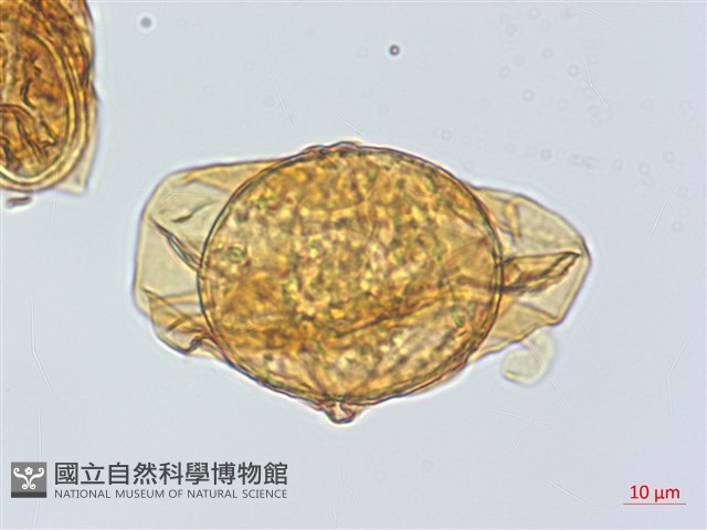 鐮羽貫眾藏品圖，第4張